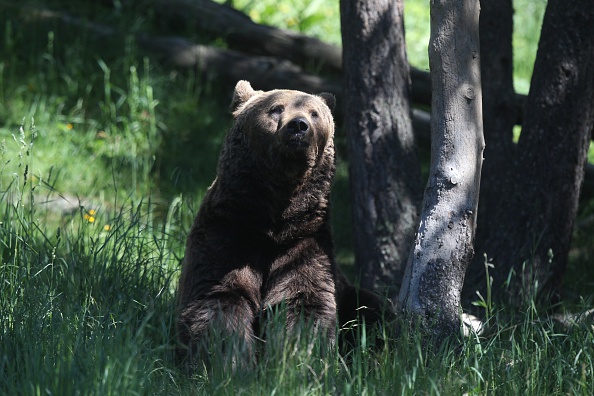 Un ours des Pyrénées (RAYMOND ROIG/AFP via Getty Images)