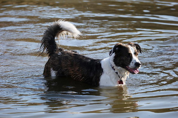 Un border collie (Bruce Bennett/Getty Images)