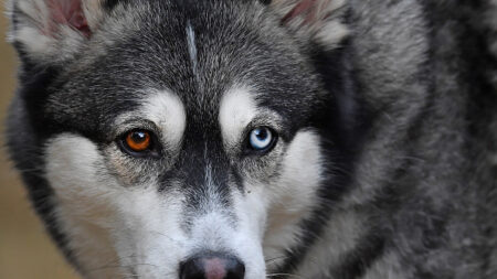 Yvelines : les deux huskys abandonnés ont finalement été capturés après 10 mois de traque