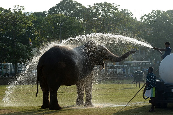 -Un cornac sri-lankais lave son éléphant avant une procession religieuse à Colombo le 9 février 2017. Photo de LAKRUWAN WANNIARACHCHI / AFP via Getty Images.