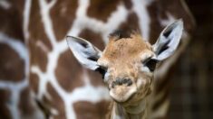 Manche : le zoo de Champrépus se réjouit de la naissance d’un bébé girafon, le deuxième de l’année