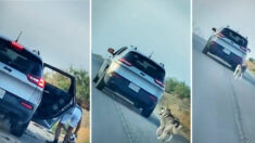 Une vidéo montre un husky courant après la voiture de son propriétaire après avoir été abandonné sur le bord de la route ; une famille lui donne un nouveau foyer