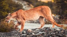 États-Unis : elle combat un puma à mains nues pour sauver son fils de 5 ans