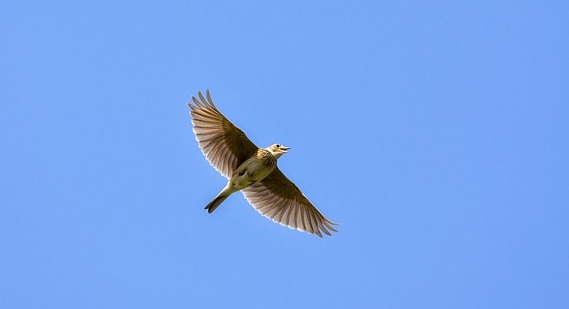 Alouette des champs. (Photo : crédit Pixabay/Cock-Robin)