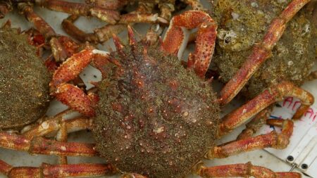 Vendée : apparition de centaines d’araignées de mer aux Sables-d’Olonne