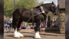 5 des plus grands chevaux de trait du monde font preuve d’une puissance impressionnante avec une touche de tendresse