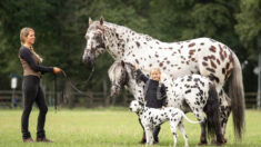 Photos : un cheval, un poney et un chien aux taches identiques sont les meilleurs amis du monde