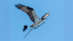 La photo unique d’un petit oiseau faisant du stop, perché sur le bâton d’un plus gros oiseau