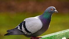 Amiens – Le pigeon apprivoisé perdu a été retrouvé sain et sauf : « Je suis tellement soulagée ! »