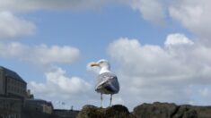 Bretagne : des goélands blessés par des fléchettes et des pics à brochette à Pleumeur-Bodou