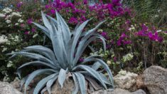 Au coeur de la ville du Mans, un agave de 6 mètres attire tous les regards