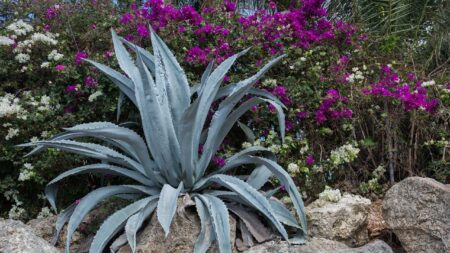 Au coeur de la ville du Mans, un agave de 6 mètres attire tous les regards