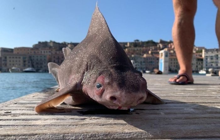 (Avec l'aimable autorisation de Isola d'Elba App)