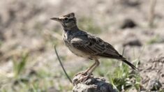 Le gouvernement veut réautoriser des chasses traditionnelles d’oiseaux