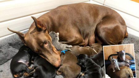 Un doberman « adopte » un chaton abandonné après avoir donné naissance à sa propre portée de chiots