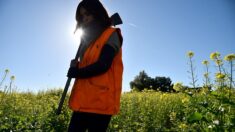 Tarn : un chauffard anti-chasse fonce sur deux jeunes chasseurs avec sa voiture