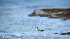 Morbihan : un étrange poisson aperçu sur une plage entraîne la fermeture momentanée de la baignade