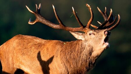 Dordogne : un cerf de 160 kilos tombe dans un gouffre, il est secouru par les pompiers