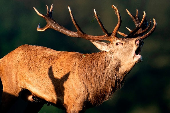 Cerf  (KENZO TRIBOUILLARD/AFP via Getty Images)