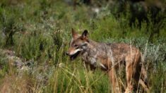 Creuse : il prend conscience que c’est vraiment un loup et immortalise la scène