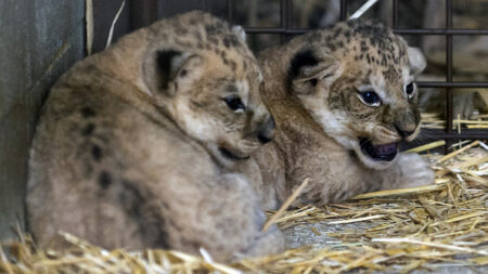 Moselle : naissance inattendue de deux lionceaux d’Afrique au zoo d’Amnéville