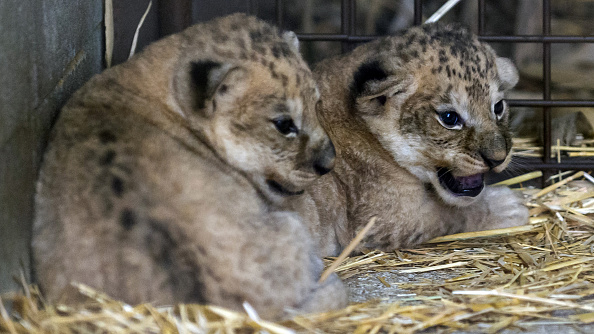 Deux lionceaux, nés le 22 août, au parc zoologique d'Amneville, à Amneville, dans l'est de la France. (Photo : JEAN-CHRISTOPHE VERHAEGEN/AFP via Getty Images)