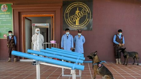 Cambodge: des démineurs entraînent leurs chiens à renifler le Covid-19