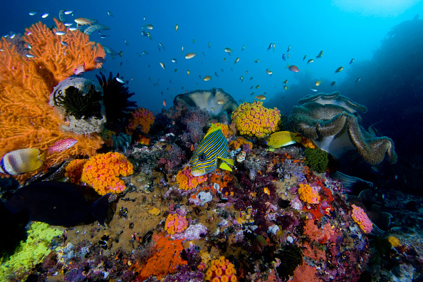 -Union internationale pour la conservation de la nature (UICN), de nombreuses espèces menacées d’extinction. Photo de JASON SWANDY / UICN/ AFP via Getty Images.