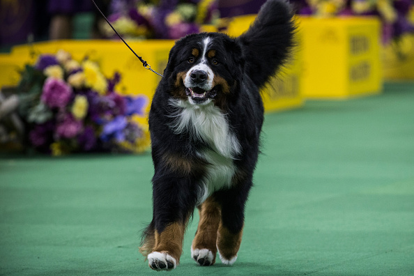 Un bouvier bernois  (Andrew Burton/Getty Images)