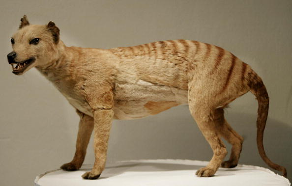 Un tigre de Tasmanie qui a été déclaré éteint en 1936, est exposé au Musée australien de Sydney, le 25 mai 2002. Photo Torsten BLACKWOOD/ AFP via Getty Images.