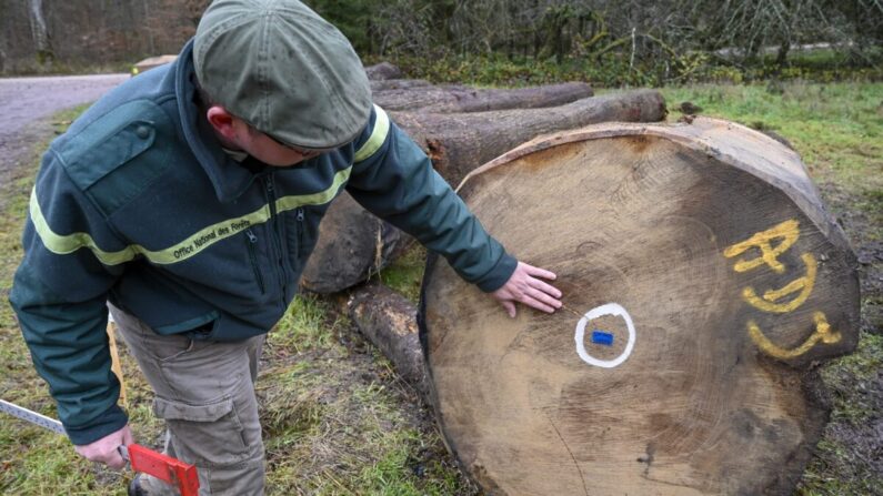 Jérôme David,  l'assistant du directeur de l'unité territoriale et de la commercialisation du bois pour l'Office national des forêts, vérifie une grume de chêne marquée au milieu dans l'est de la France, le 11 décembre 2020. (Jean-Christophe Verhaegen/AFP via Getty Images)