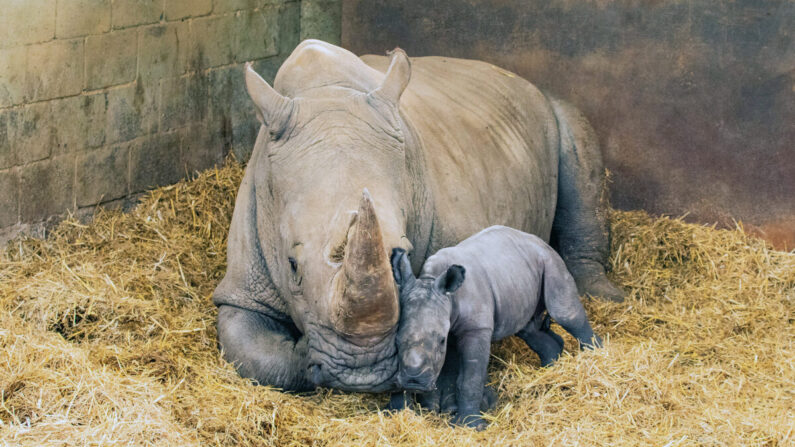 (Avec l'aimable autorisation du ZSL Whipsnade Zoo)