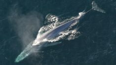 Normandie : il pêche au large d’Arromanches sur son kayak et tombe sur une baleine (vidéo)