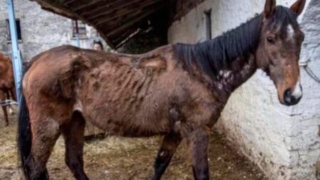 Un cheval de course vendu pour plus de 255 000 euros, laissé à l’abandon dans un hangar insalubre, a été sauvé et s’épanouit désormais