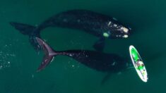 La rencontre « magique » entre une baleine et une femme, photographiée par un Argentin