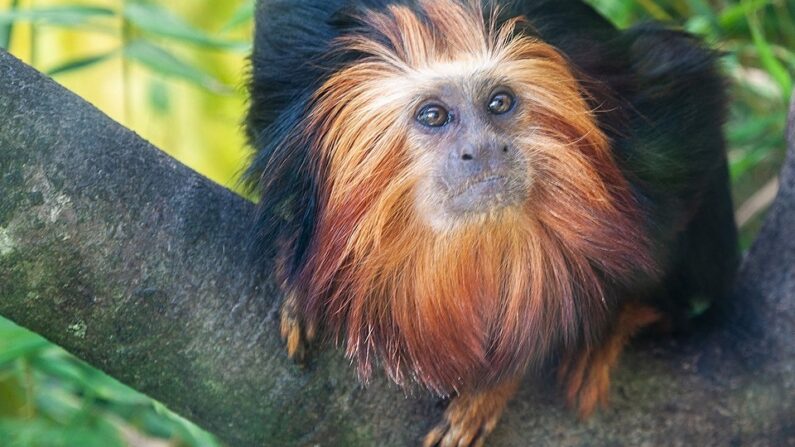 Tamarin lion à tête dorée du zoo de Mulhouse (Leontopithecus chrysomelas) - Photo prise par André ALLIOT. — Travail personnel, CC0, https://commons.wikimedia.org/w/index.php?curid=70164855