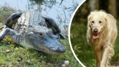 Une grand-mère de 74 ans se lance sur un alligator pour sauver son chien : « Je me suis jetée dessus de tout mon poids. »