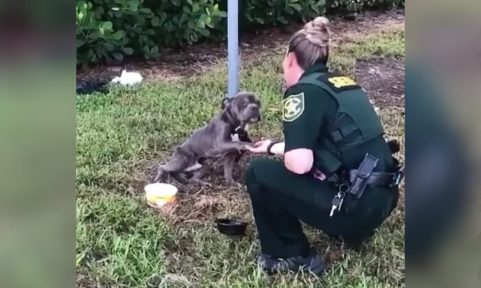 (Avec l’aimable autorisation d'Amy Roman/100+ Abandoned dogs of Everglades Florida)