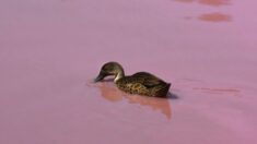 Des scientifiques australiens découvrent que les canards peuvent « parler » comme les êtres humains