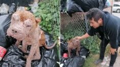 Un pitbull envahi par des mouches est récupéré parmi les ordures : personne n’avait osé le secourir !