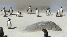 Afrique du Sud : des dizaines de manchots sur une plage du Cap tués par des abeilles