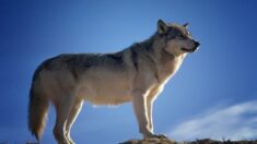 Loup en Creuse : les tirs d’effarouchement autorisés après une nouvelle attaque d’élevage