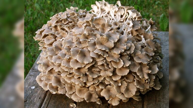 Polypore en ombelle, aussi appelé fraise de veau. (Photo I, Nl74, CC BY-SA 3.0) 