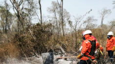 La demande chinoise en bœuf bolivien favorise la déforestation et les incendies