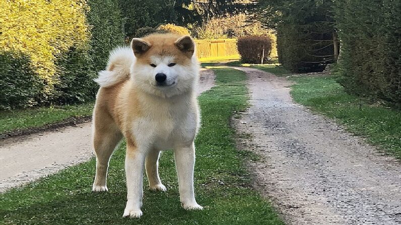 Un Akita inu - Par KenIchiAi — Travail personnel, CC BY-SA 4.0, https://commons.wikimedia.org/w/index.php?curid=89275168