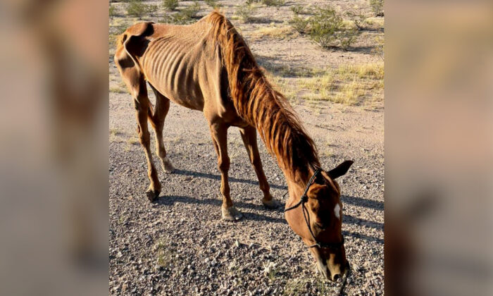 (Avec l'aimable autorisation de Hope Ranch Arizona)