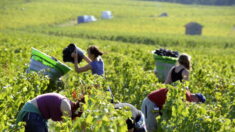 En France, Beaujolais et Bordelais expérimentent des solutions contre le changement climatique