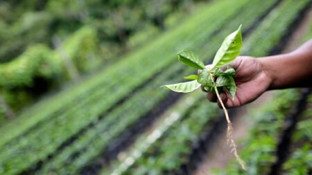 A la recherche des ancêtres des plantes cultivées menacées