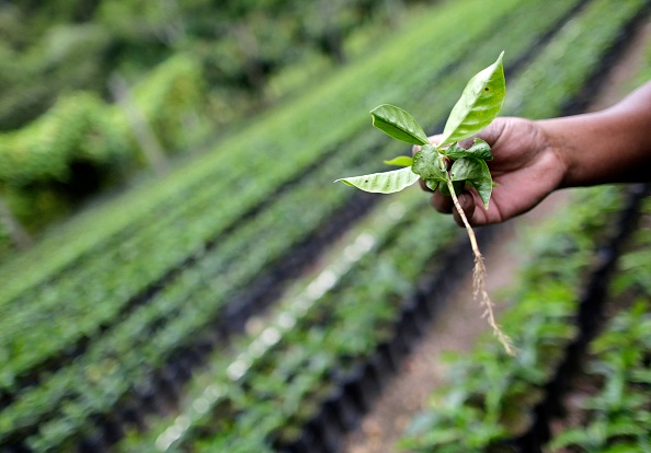 -Un homme montre un plant de caféier à la ferme Los Papales à Jinotega, au Nicaragua, le 26 août 2019. Photo INTI OCON/AFP via Getty Images.