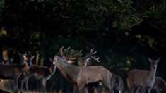 « Je peux vous dire que c’était encore plus spectaculaire en vrai » : un agriculteur filme le passage d’une centaine de cerfs sur ses terres